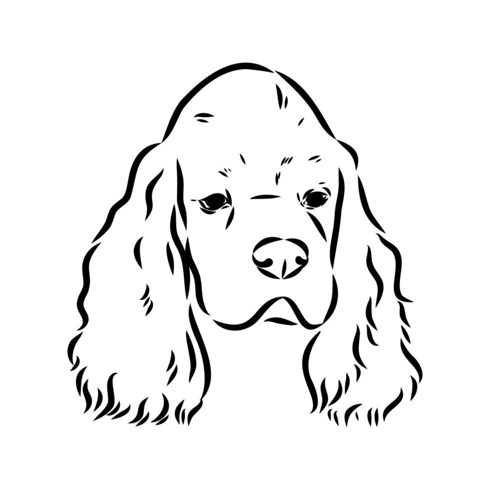 American Cocker spaniel sketch vector