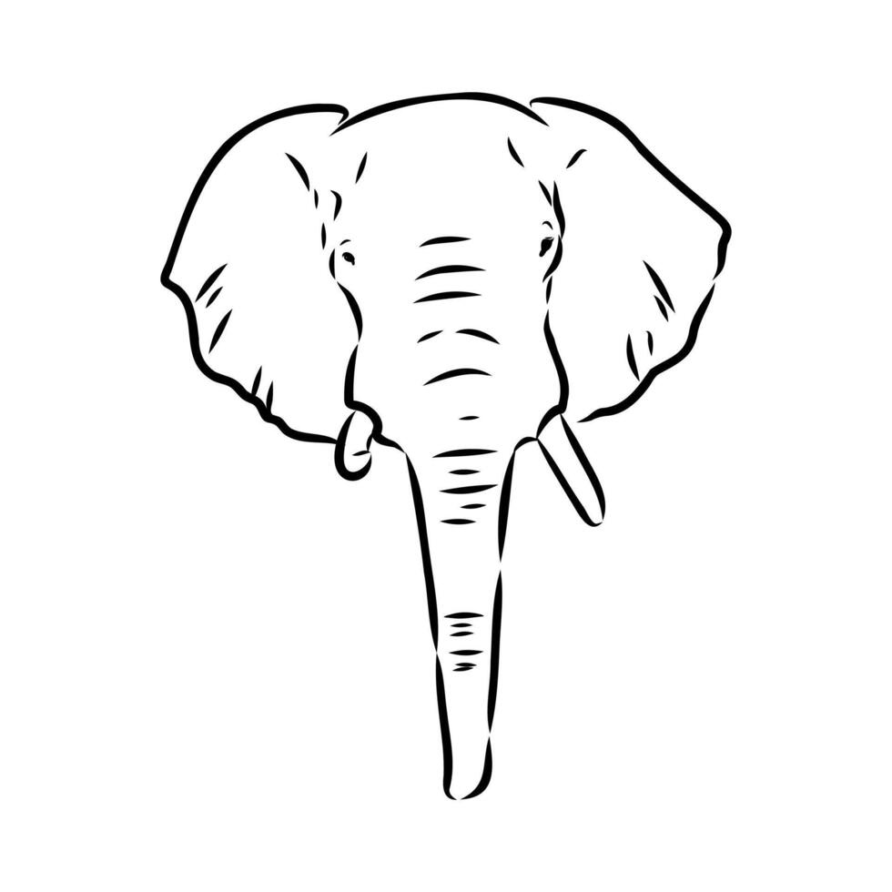 African elephant sketch vector