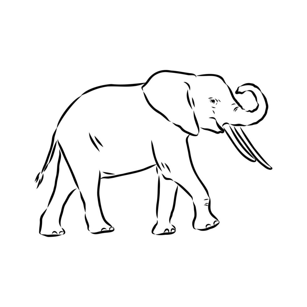 African elephant sketch vector