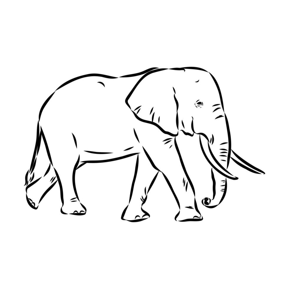 African elephant sketch vector