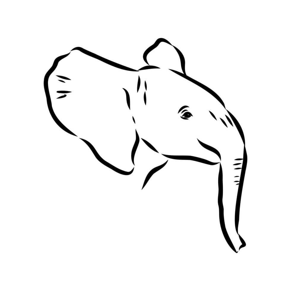 African elephant sketch vector