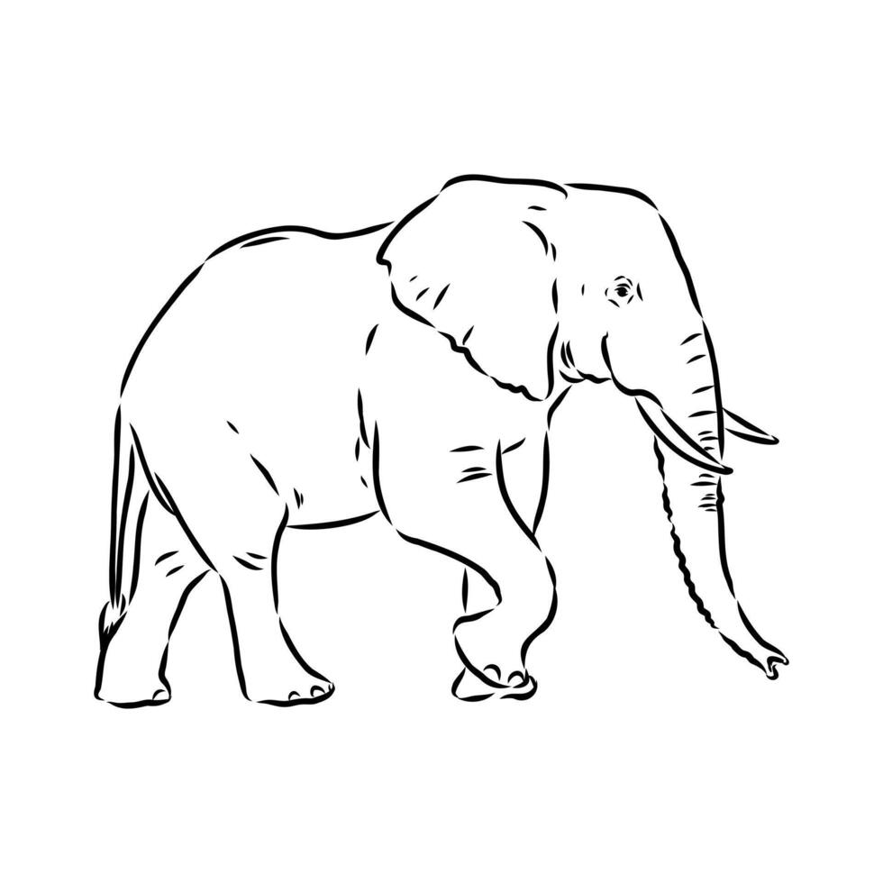 African elephant sketch vector