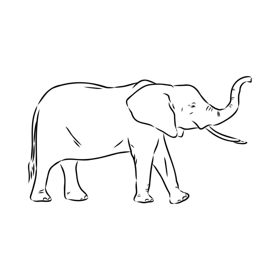 African elephant sketch vector