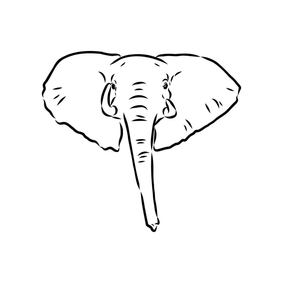 African elephant sketch vector