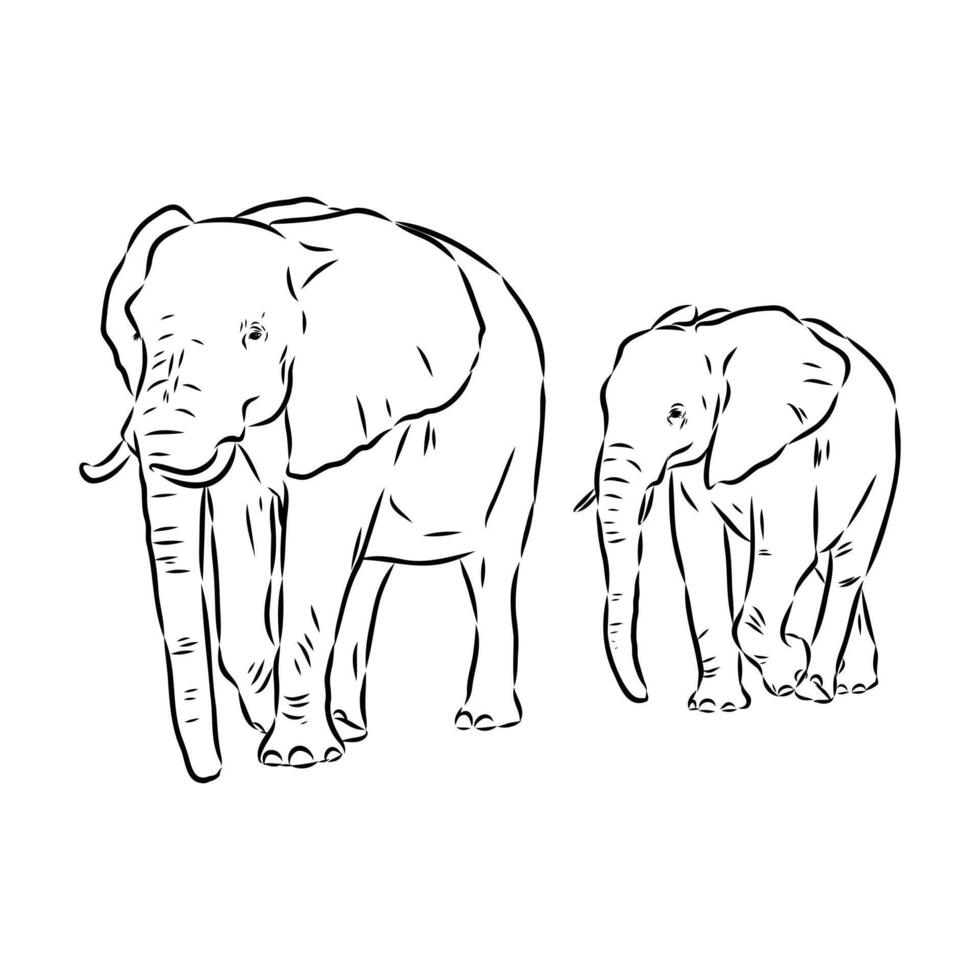 African elephant sketch vector