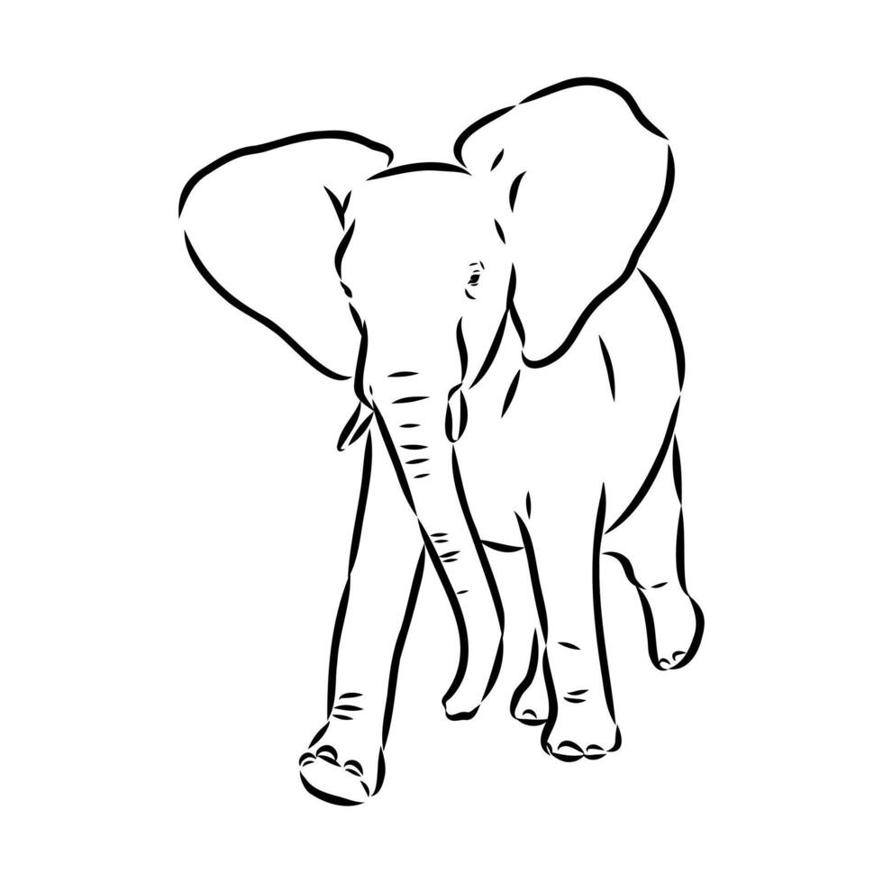 African elephant sketch vector