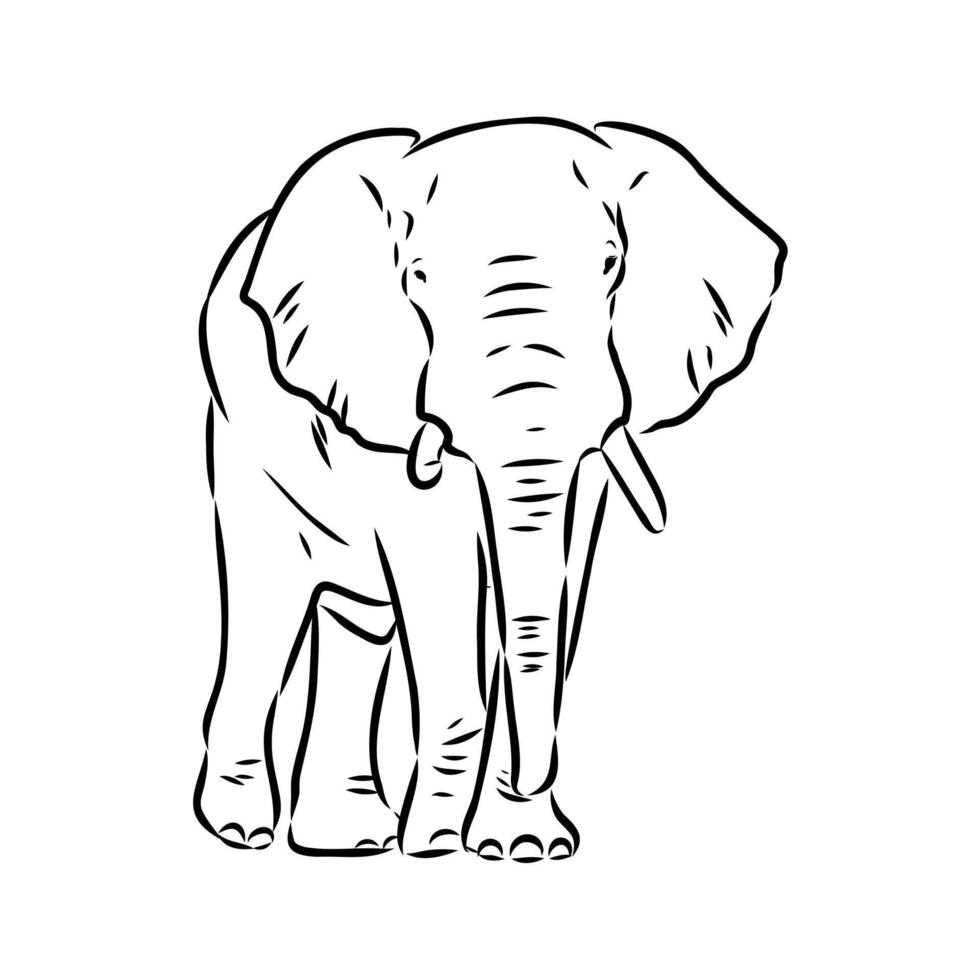 African elephant sketch vector