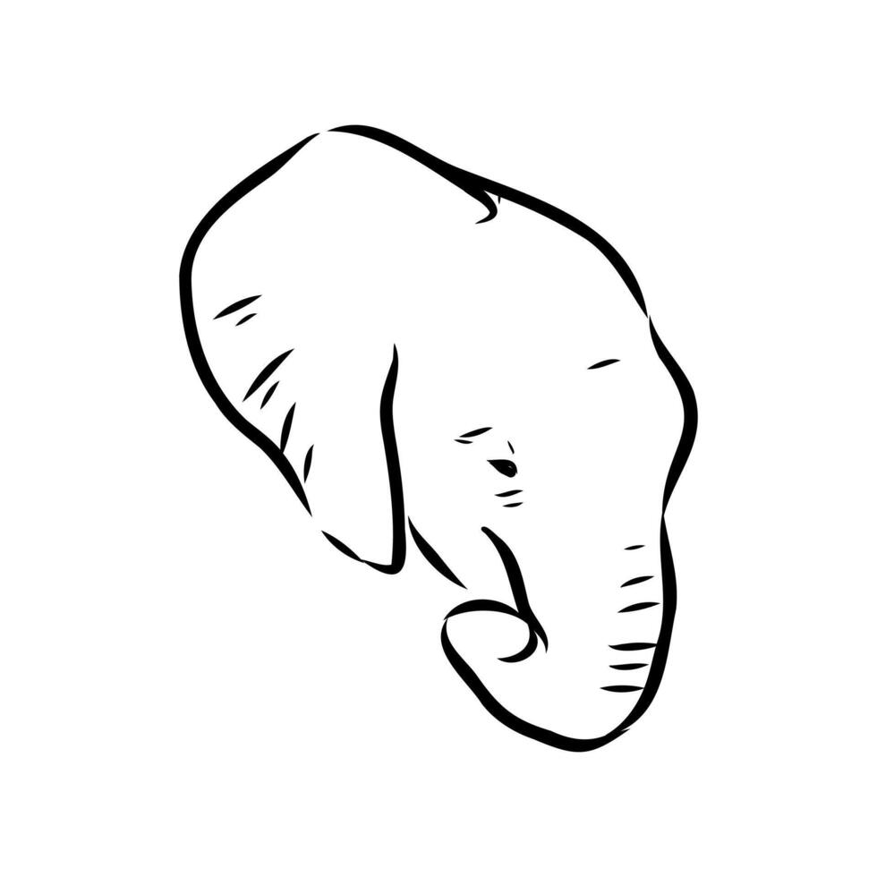 African elephant sketch vector