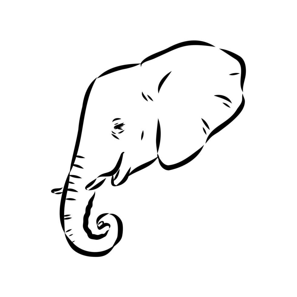 African elephant sketch vector