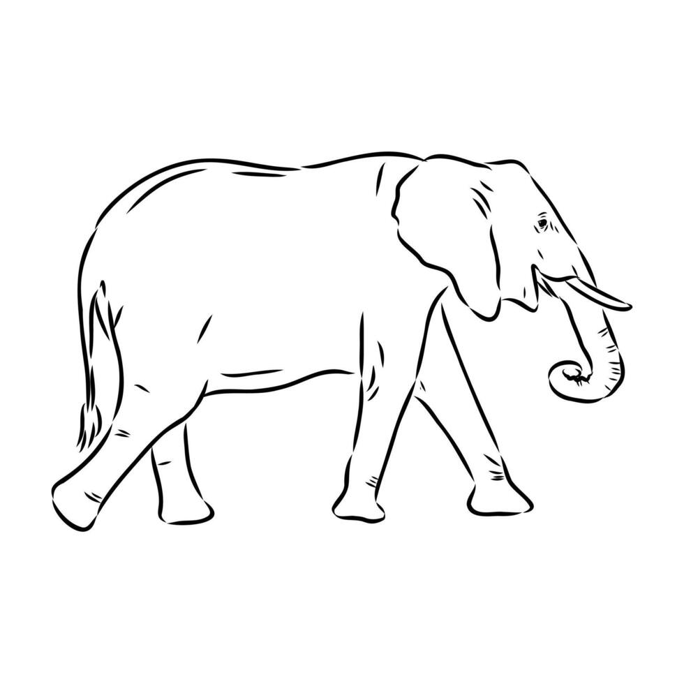 African elephant sketch vector