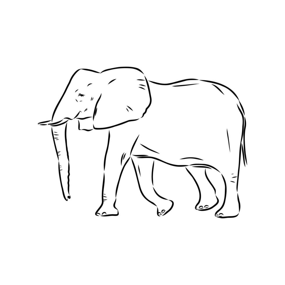 African elephant sketch vector