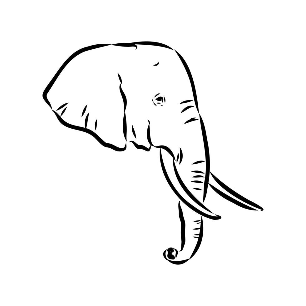 African elephant sketch vector