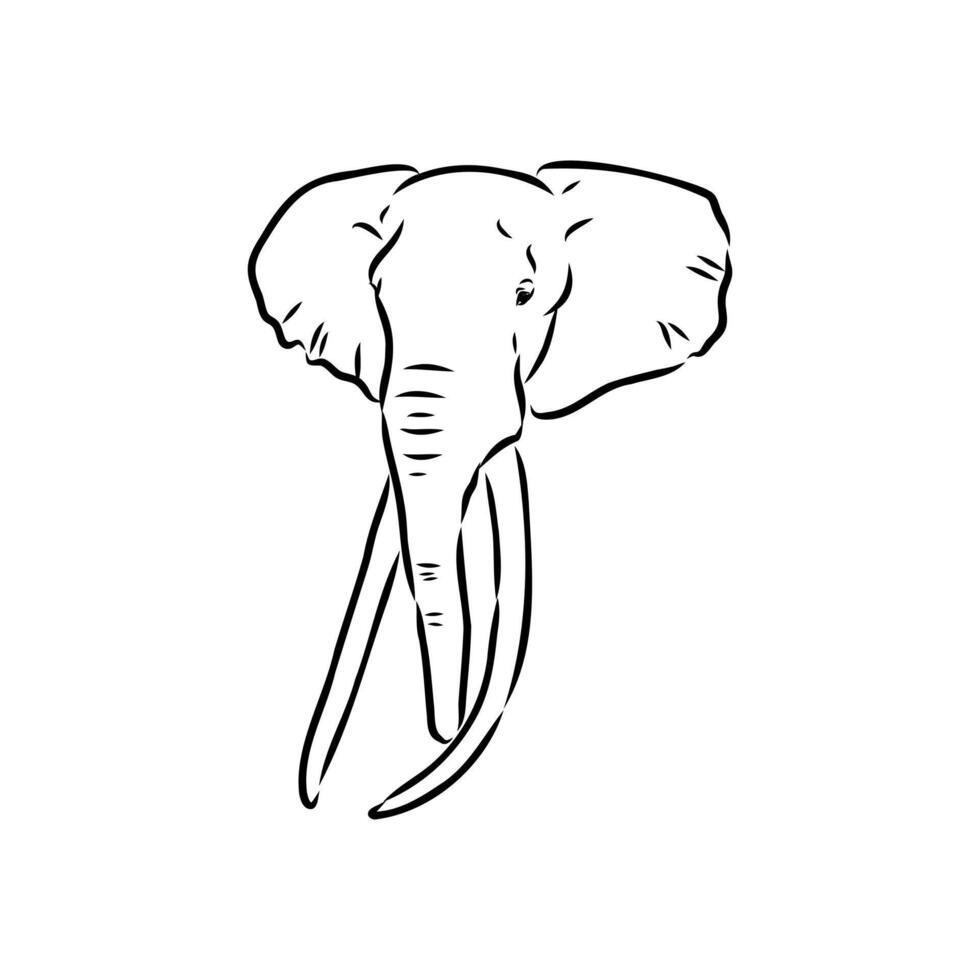 African elephant sketch vector
