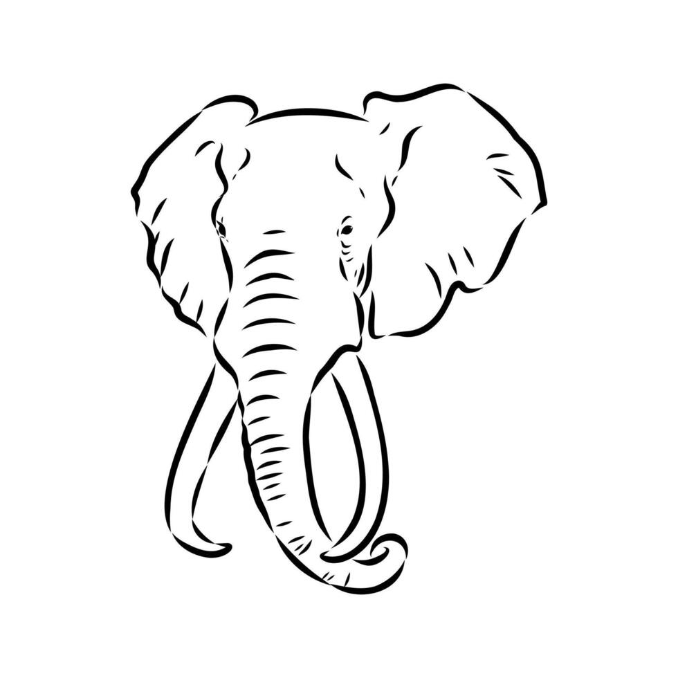 African elephant sketch vector
