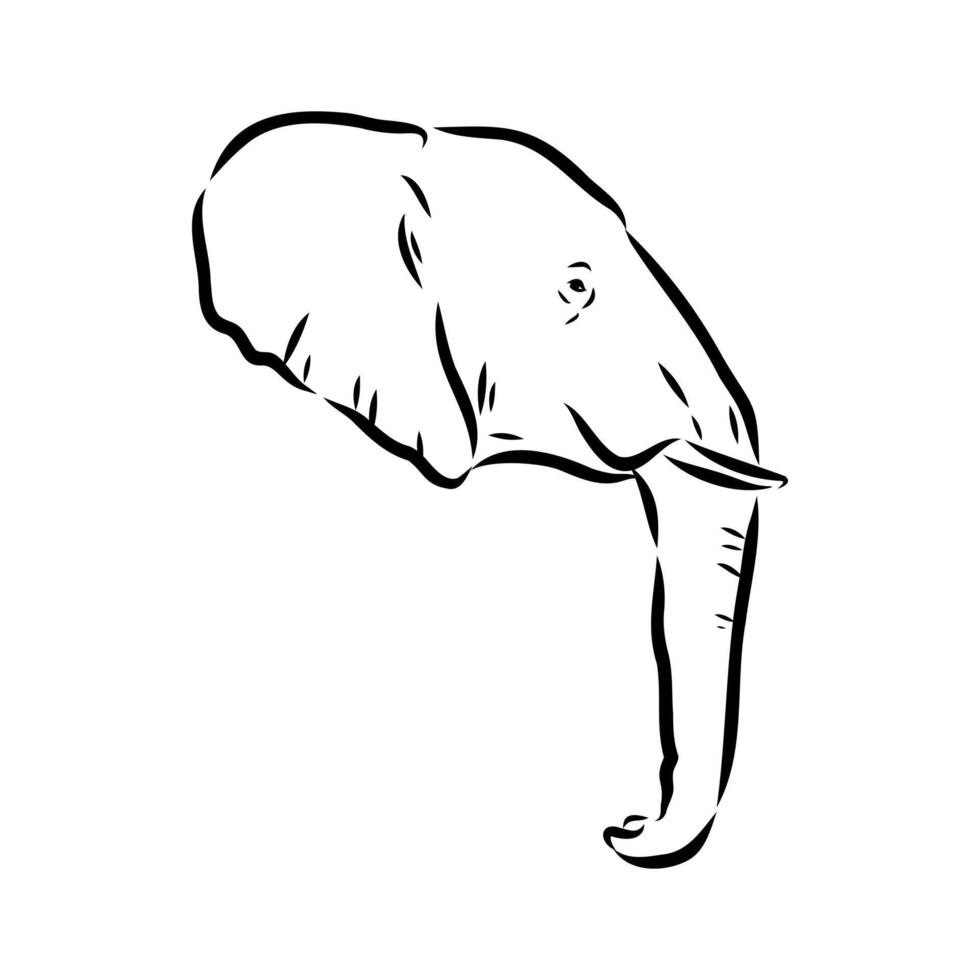 African elephant sketch vector