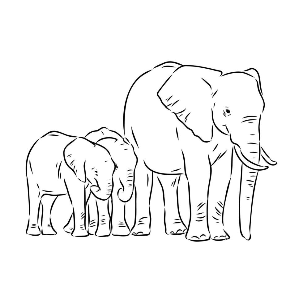 African elephant sketch vector