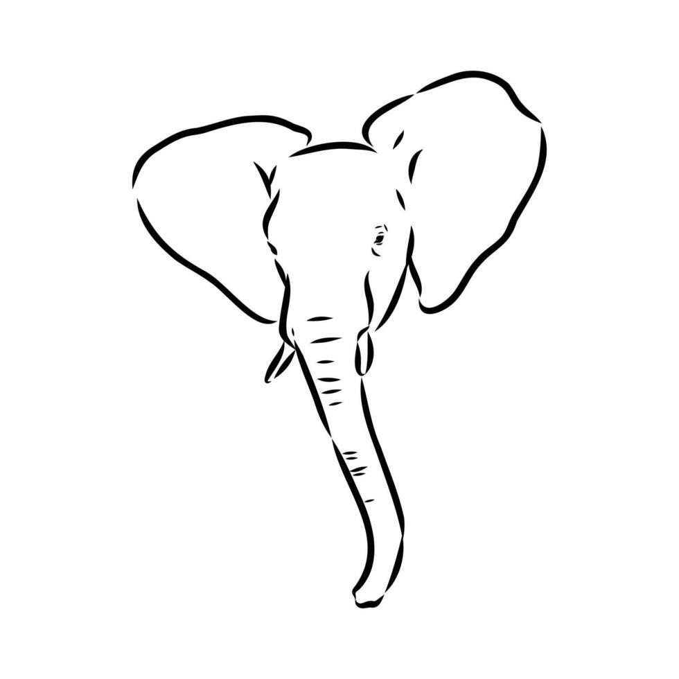 African elephant sketch vector