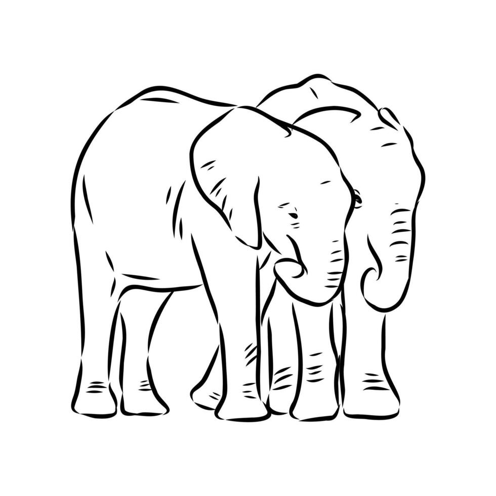 African elephant sketch vector