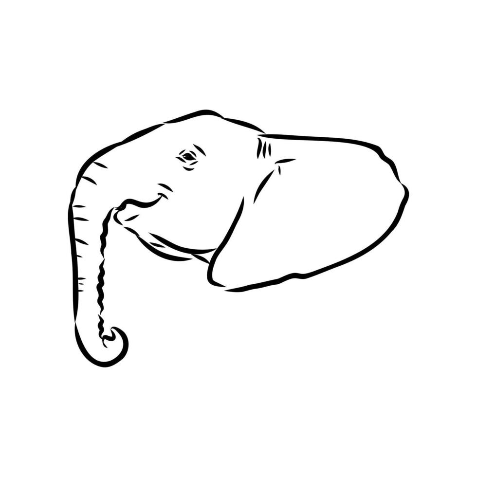 African elephant sketch vector