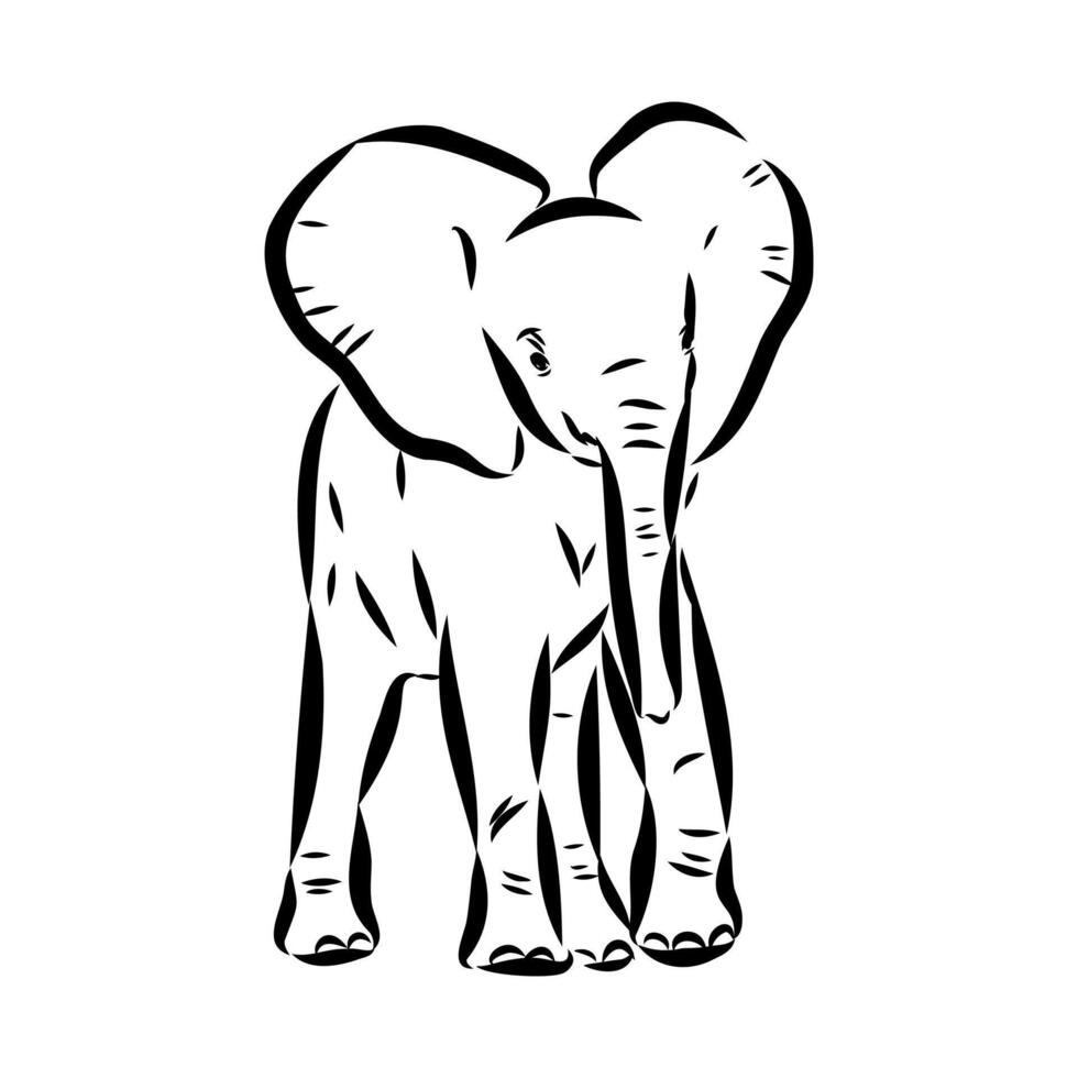 African elephant sketch vector
