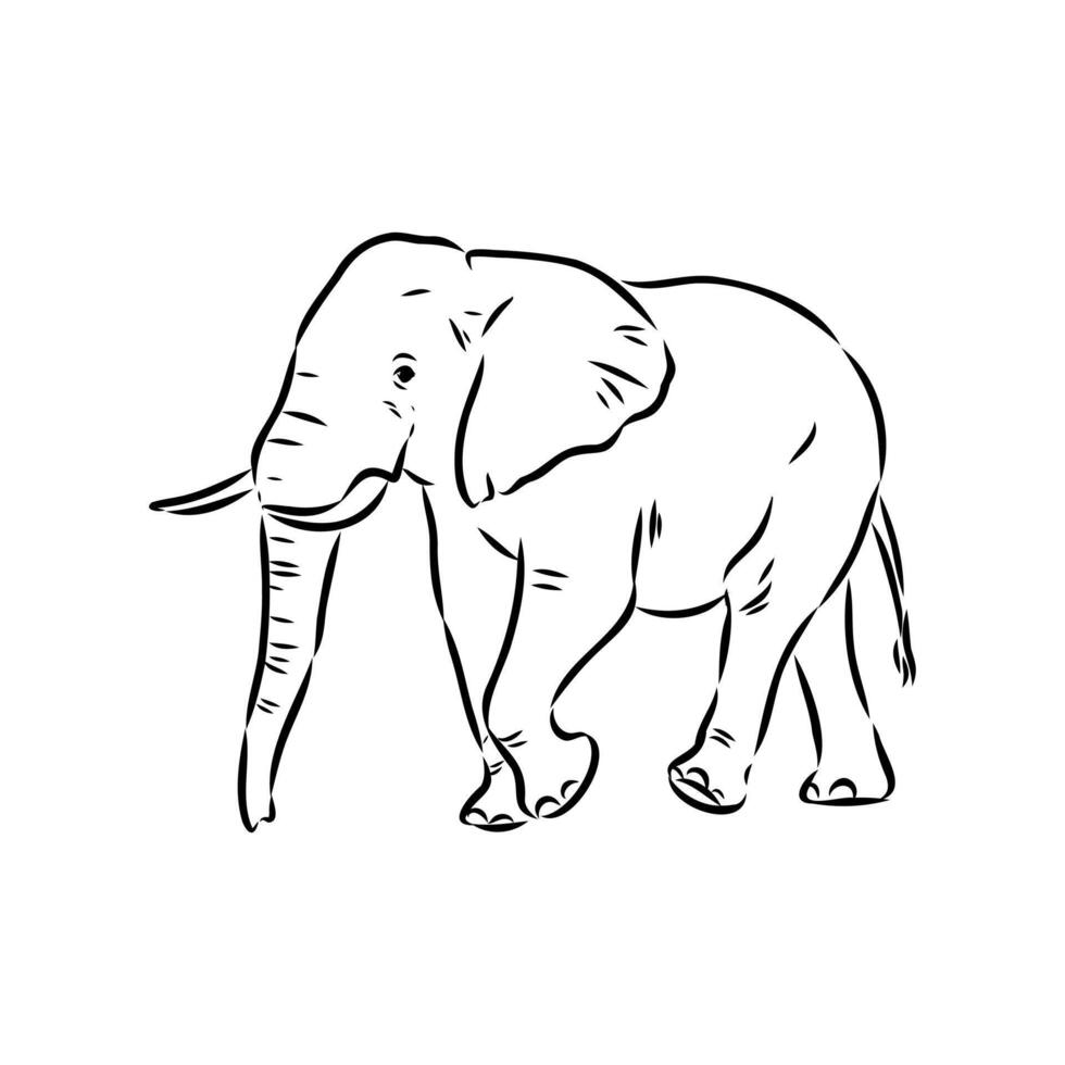 African elephant sketch vector