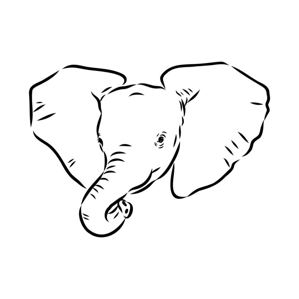 African elephant sketch vector