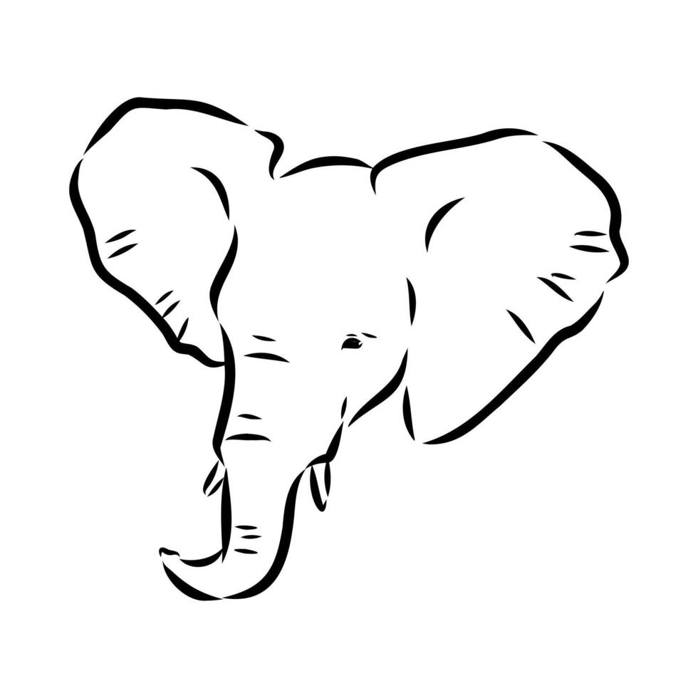 African elephant sketch vector