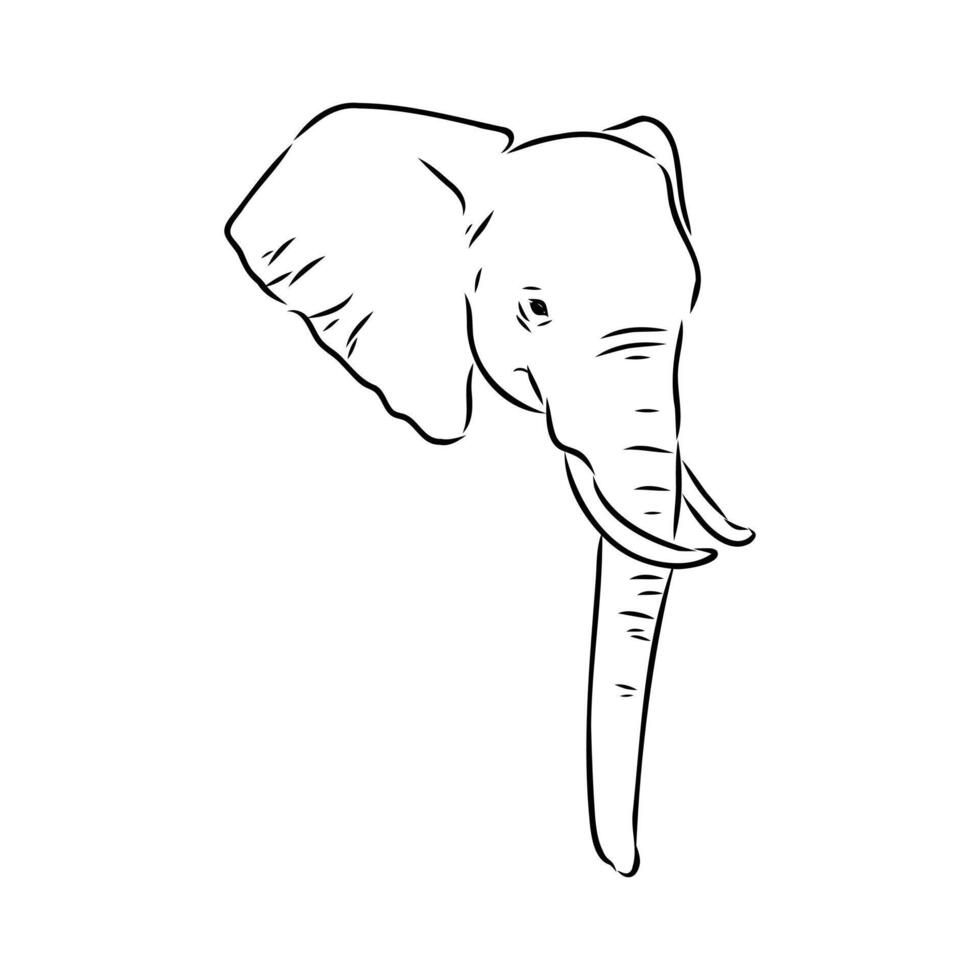 African elephant sketch vector