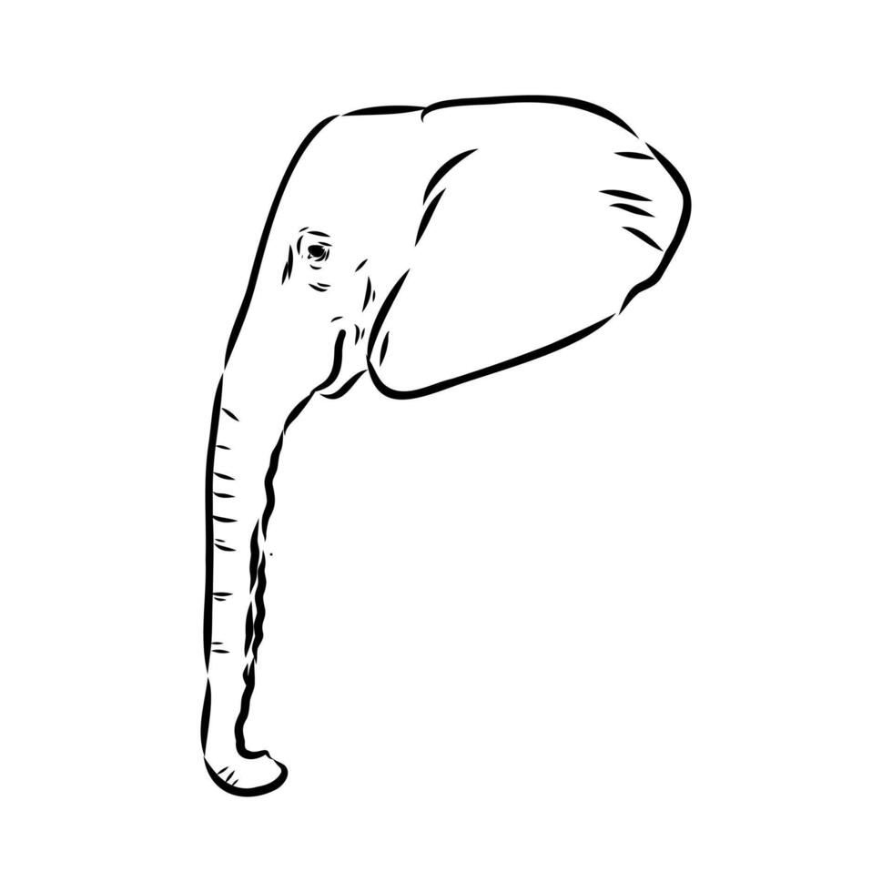 African elephant sketch vector