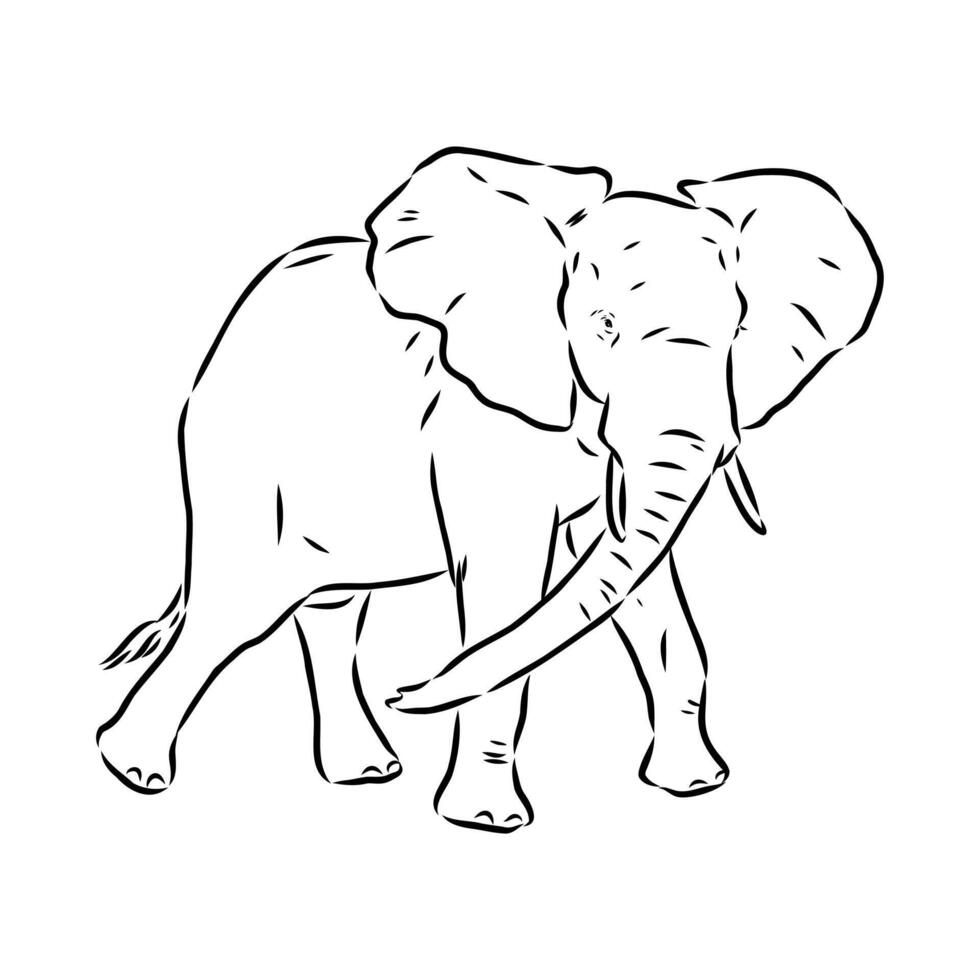 African elephant sketch vector