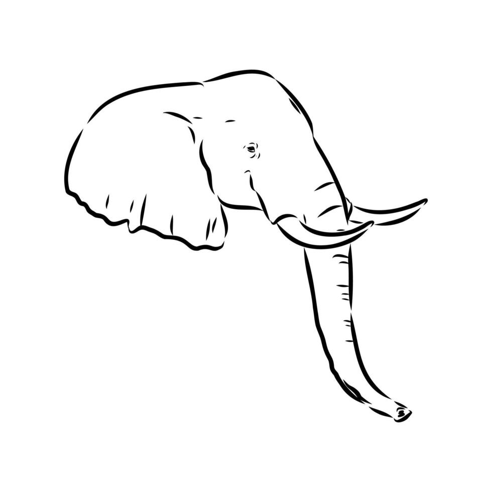 African elephant sketch vector