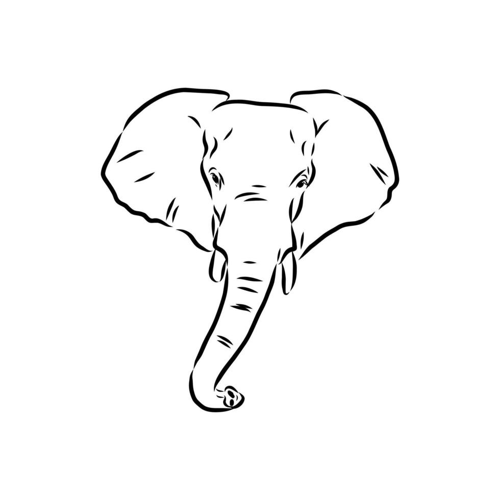 African elephant sketch vector