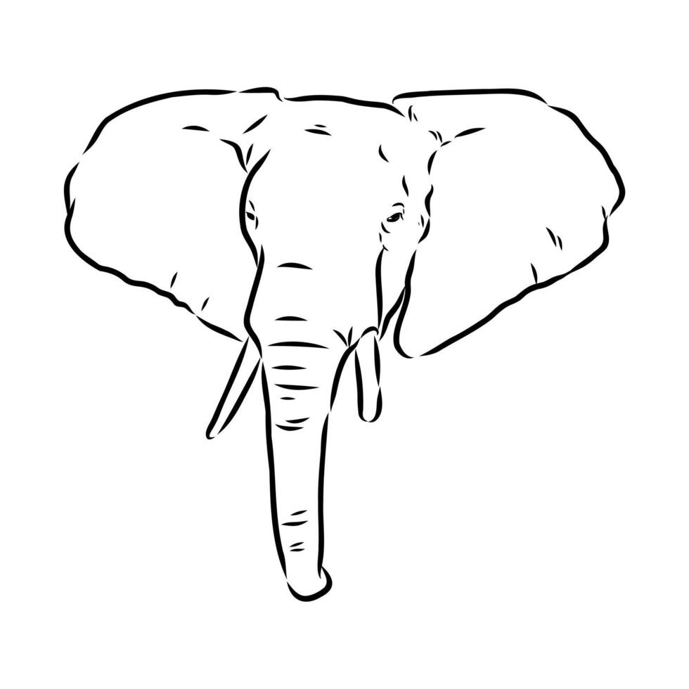 African elephant sketch vector