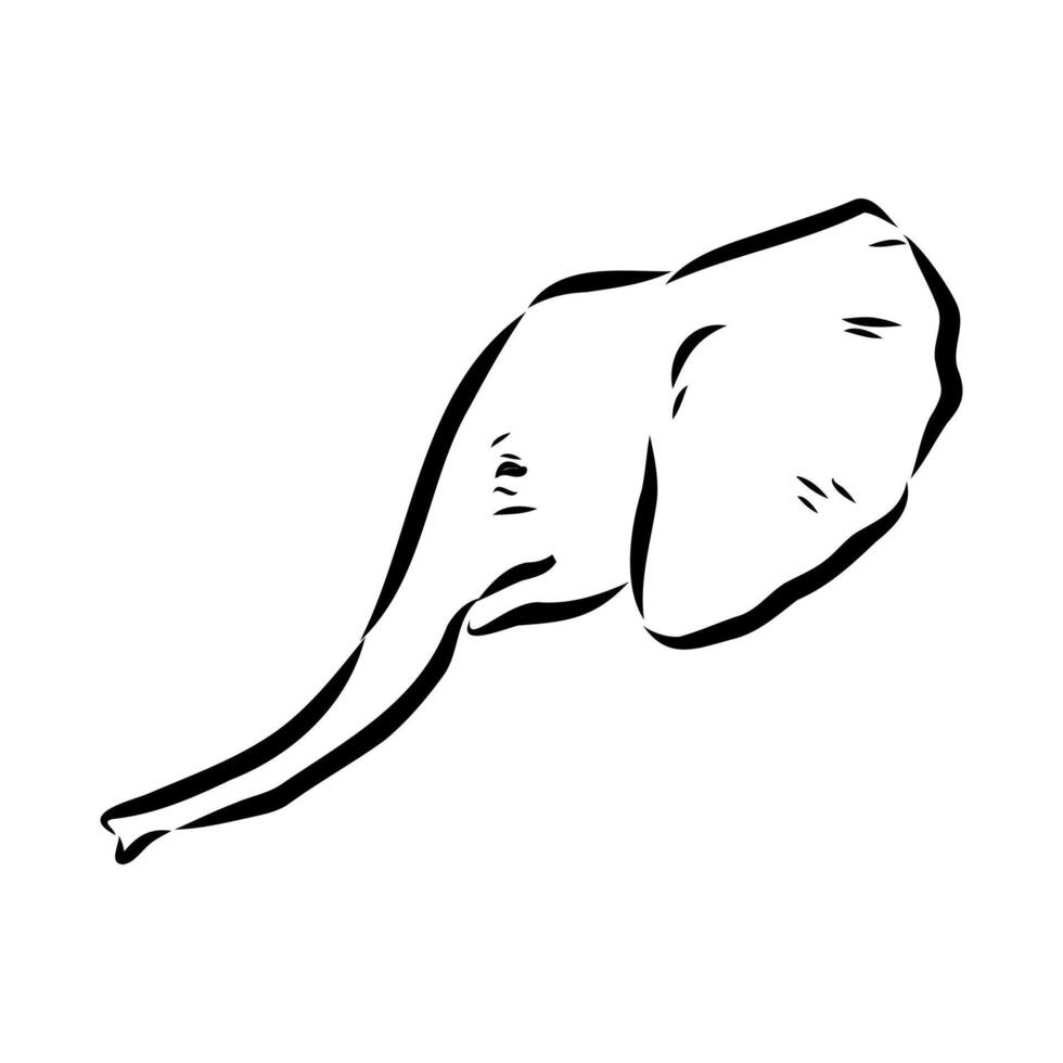 African elephant sketch vector