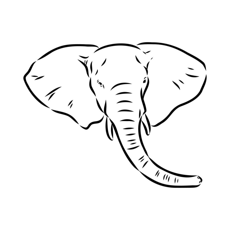 African elephant sketch vector