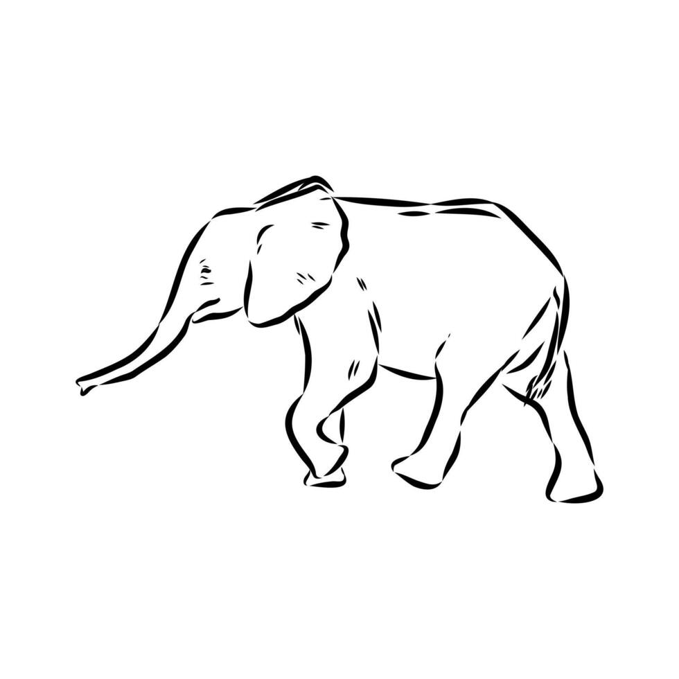 African elephant sketch vector