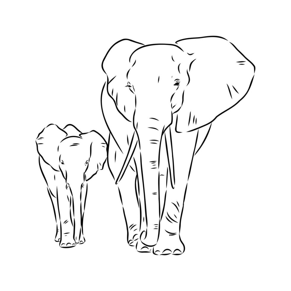 African elephant sketch vector