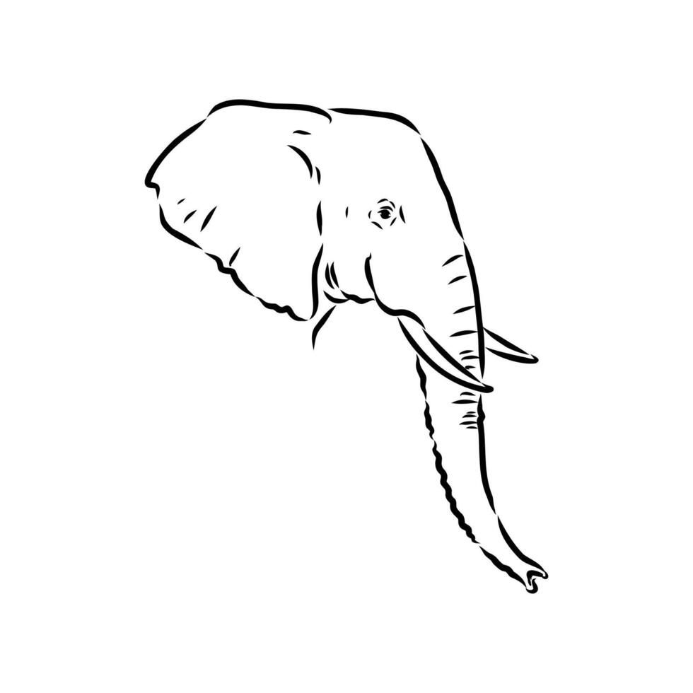 African elephant sketch vector