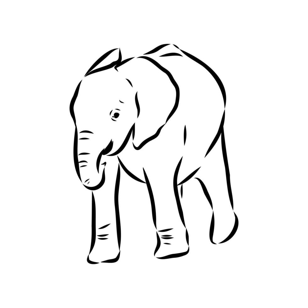 African elephant sketch vector