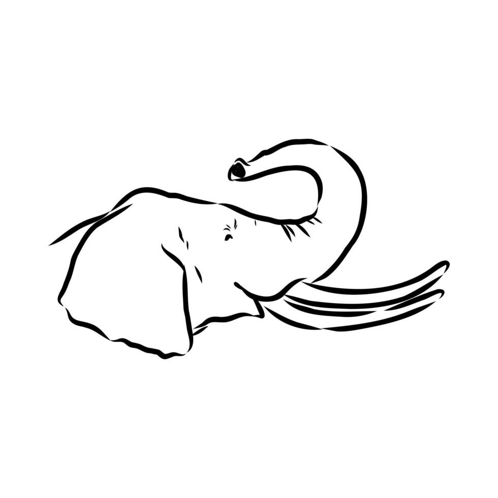 African elephant sketch vector