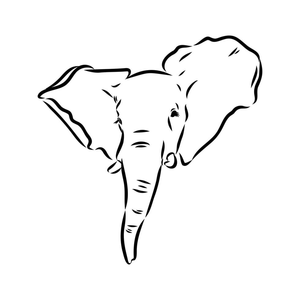 African elephant sketch vector