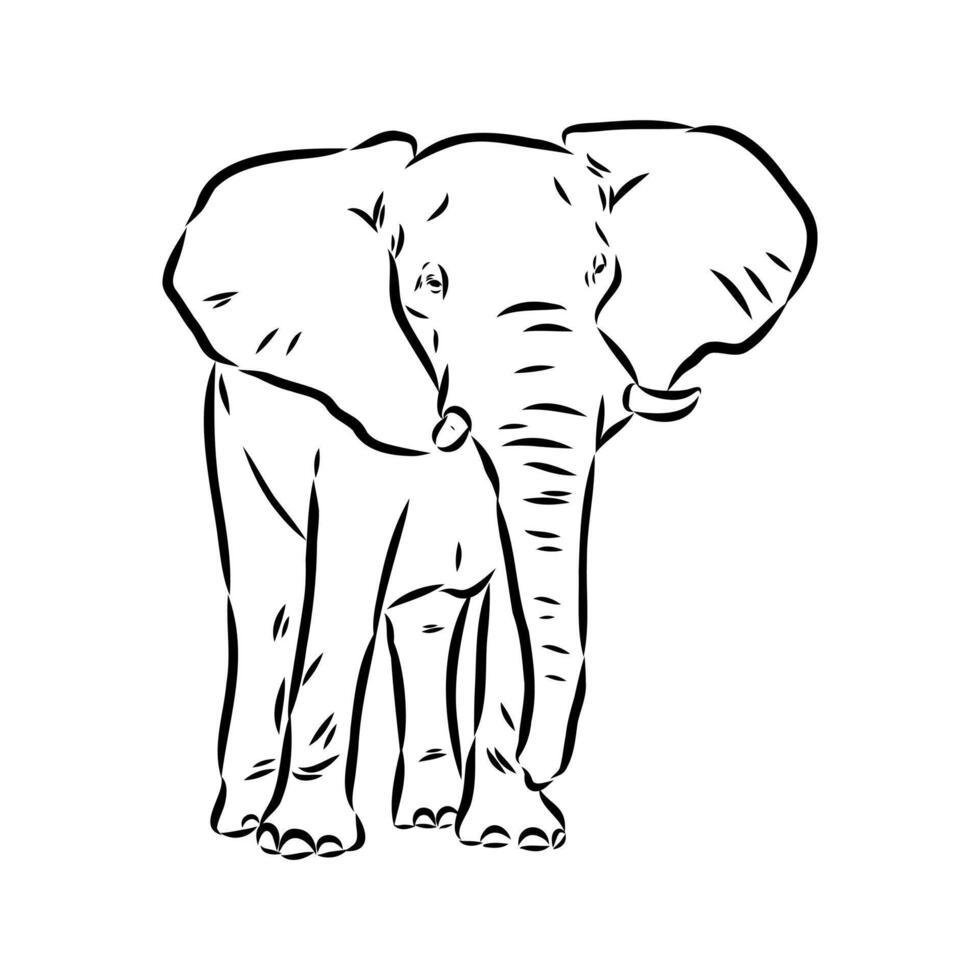 African elephant sketch vector