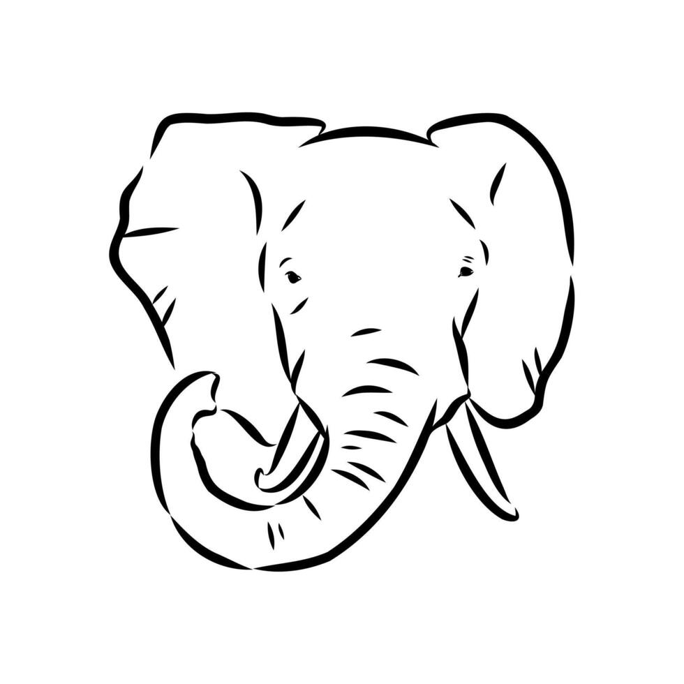 African elephant sketch vector