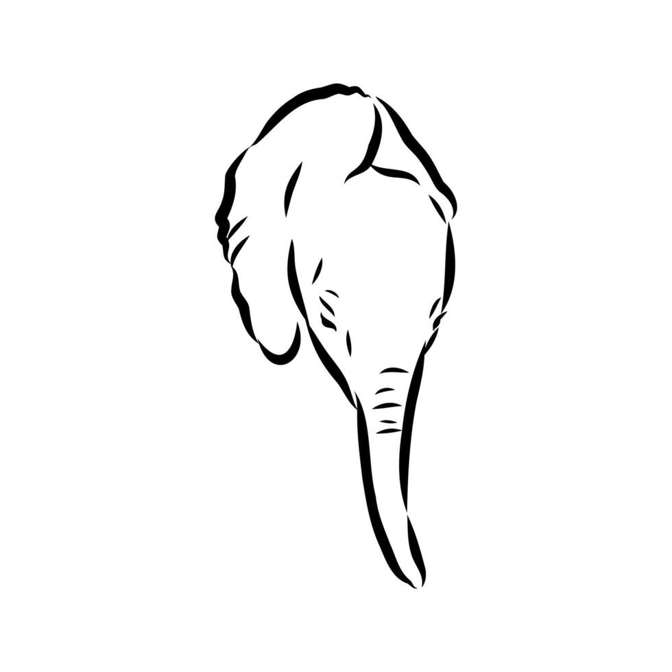 African elephant sketch vector