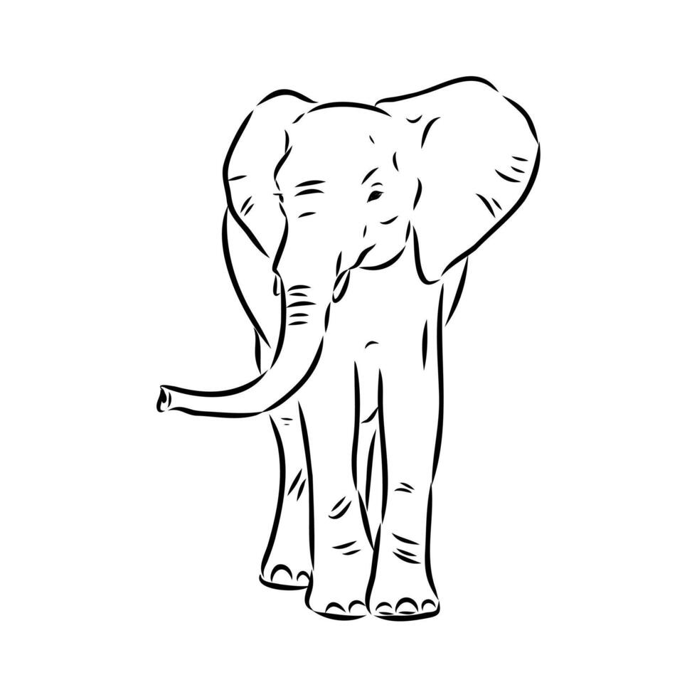 African elephant sketch vector