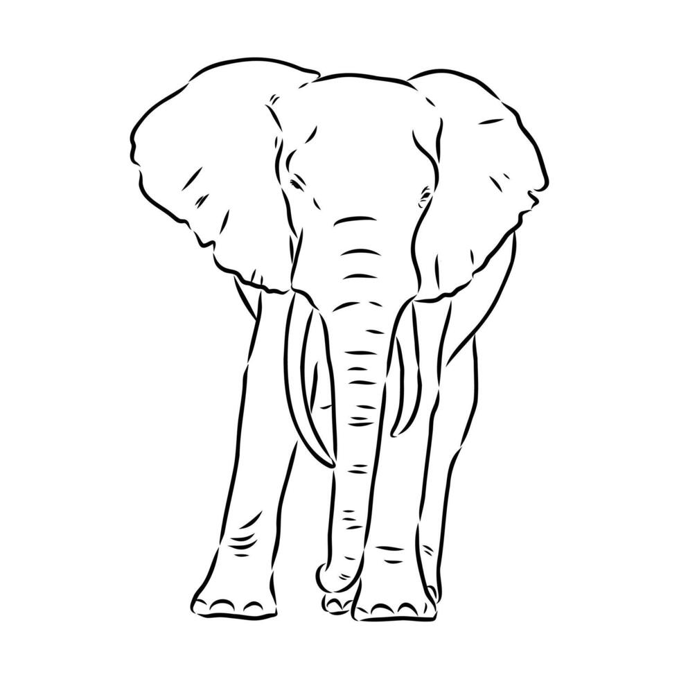 African elephant sketch vector