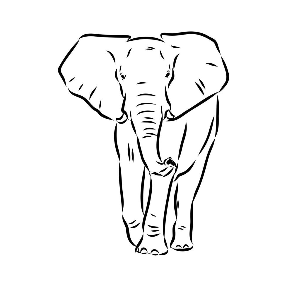 African elephant sketch vector