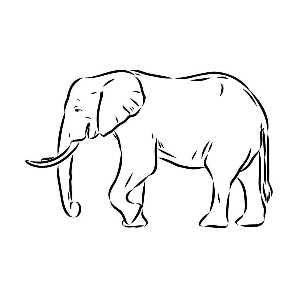 African elephant sketch vector