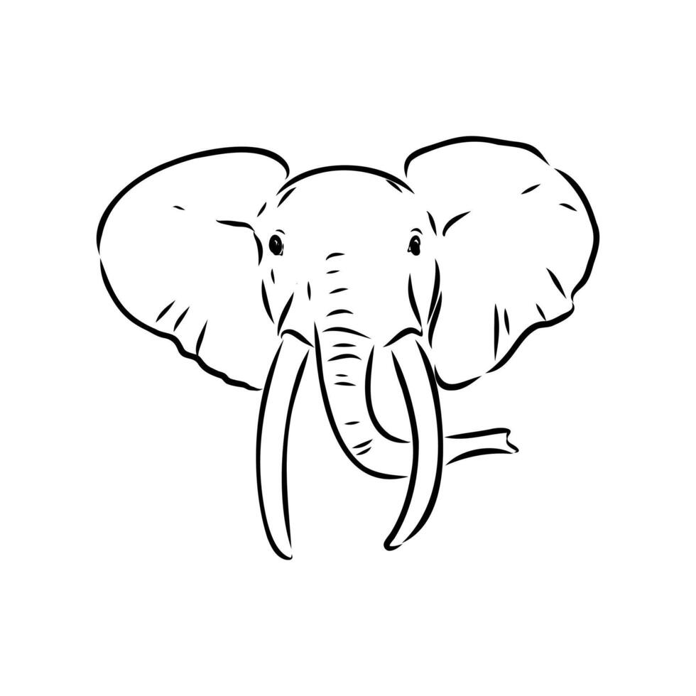 African elephant sketch vector