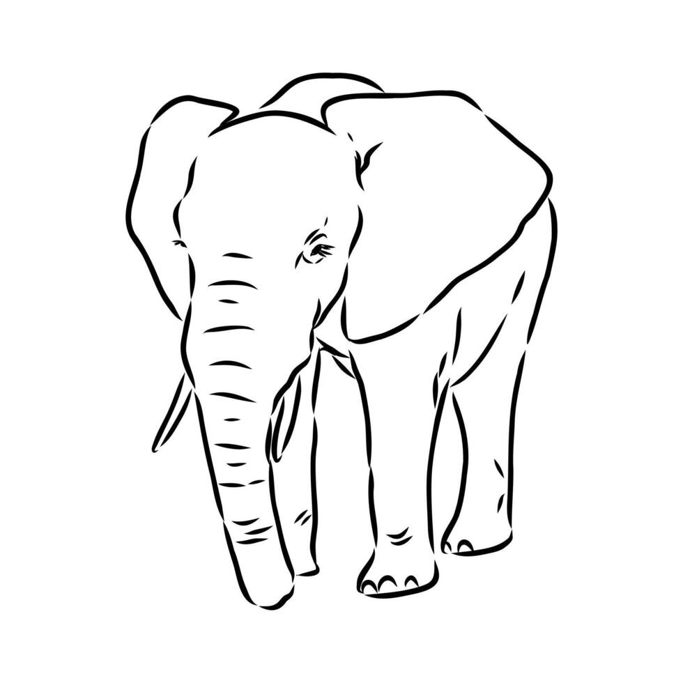 African elephant sketch vector